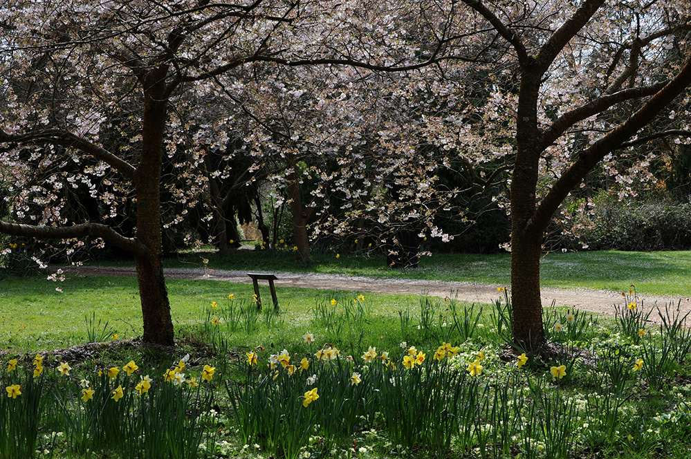 Exbury Gardens New Forest Blossom and Daffodils 2